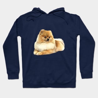 Pomeranian Puppy Dog Hoodie